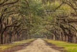 Savannah Collection Photo - A live oak canopy #Sav79